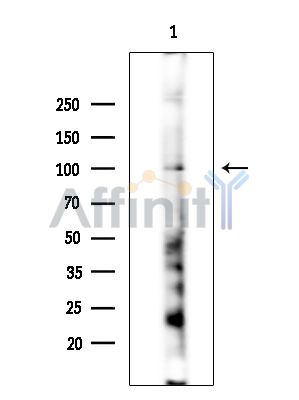 Валидация Affinity DF15083 - 11328