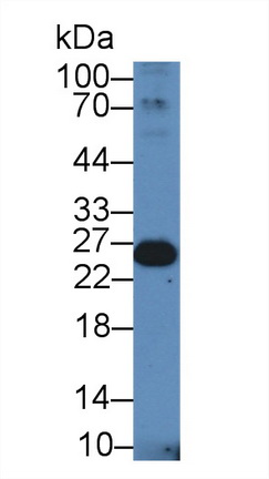 12442