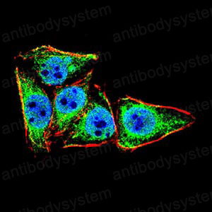Валидация IF - AntibodySystem RHG14205
