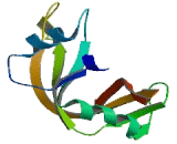 Ribonuclease A (RNASE1)