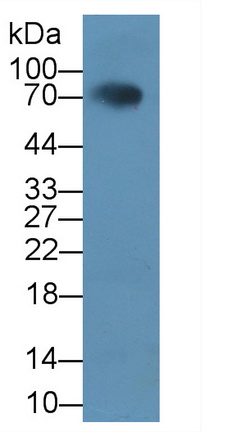 52654