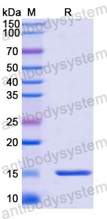 Валидация SDS-PAGE - AntibodySystem RXX00503
