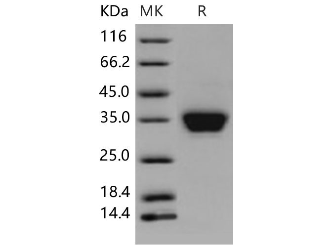Валидация Elabscience PKSM040617(4602)