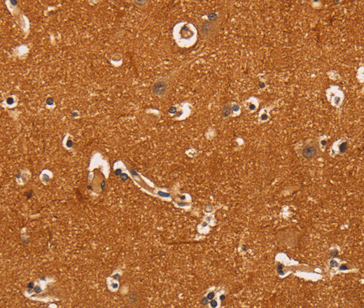 Валидация Elabscience E-AB-13119