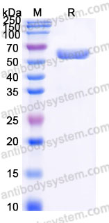 EHE89701, SDS-PAGE