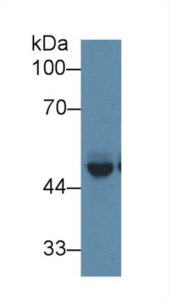 10020