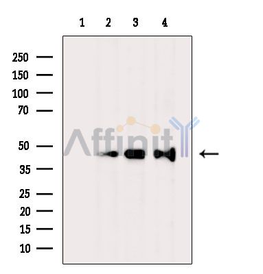 Валидация Affinity DF4245 - 15629