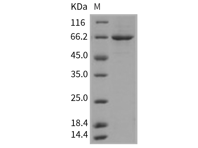 Валидация Elabscience PKSM040300(4312)