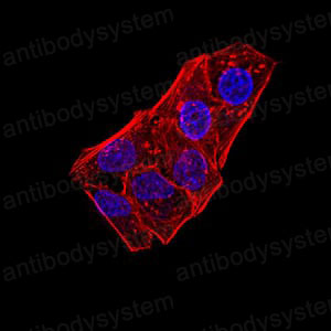 Валидация IF - AntibodySystem RHJ55105 (1421)