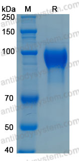 Валидация AntibodySystem AHD16401