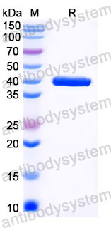 Валидация SDS-PAGE - AntibodySystem VMJ70101