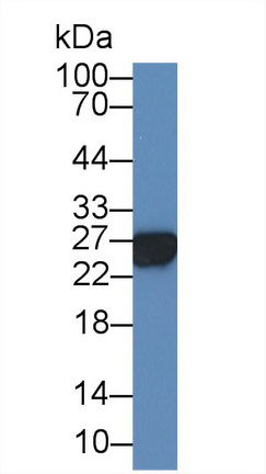 12529