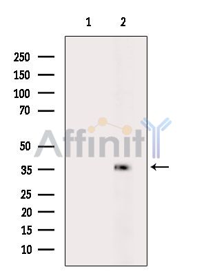Валидация Affinity DF15992 - 12526