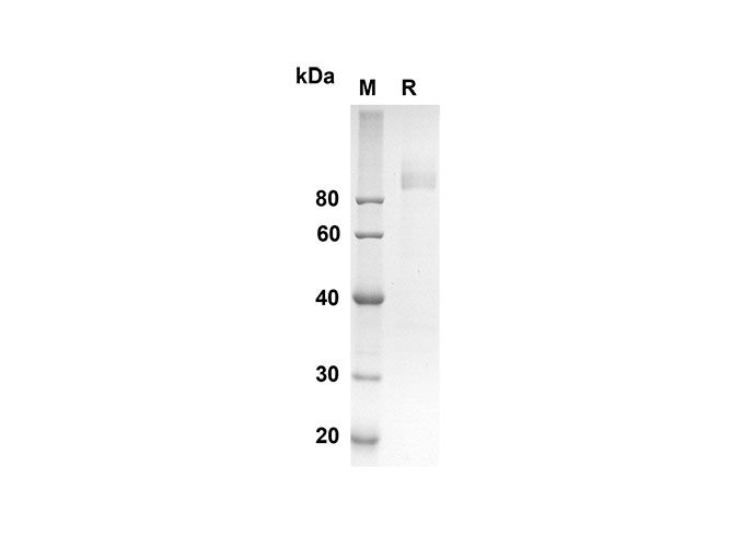 Валидация Elabscience PDMM100084(1054)