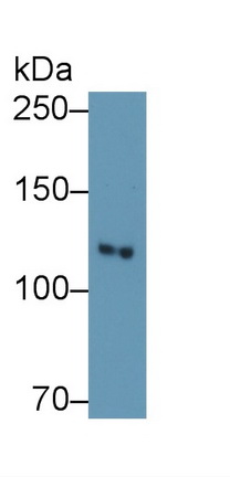 10317