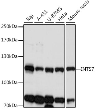 Валидация Elabscience E-AB-91432