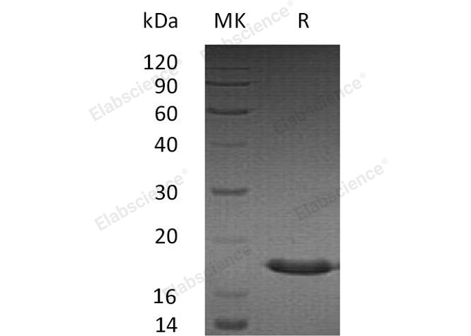 Валидация Elabscience PKSH033068(3438)