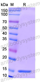 Валидация SDS-PAGE - AntibodySystem RHF19602