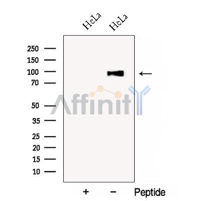 Валидация Affinity DF12905 - 7655