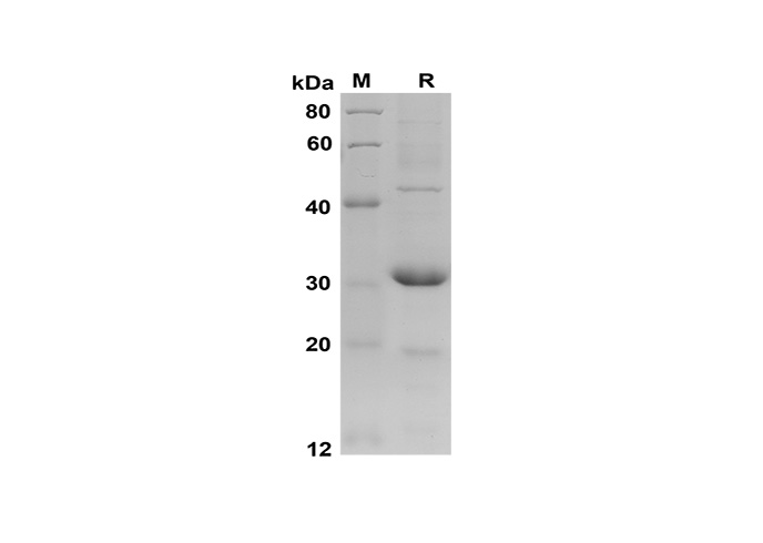 Валидация Elabscience PDEM100155(504)