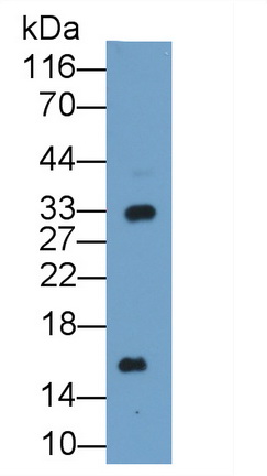 36794