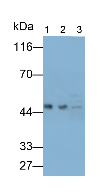 10333
