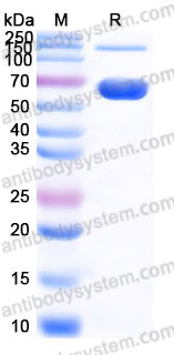 AHD06903, SDS-PAGE