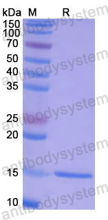 Валидация SDS-PAGE - AntibodySystem RHE59801