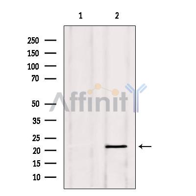 Валидация Affinity DF7422 - 19161
