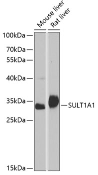 Валидация Elabscience E-AB-68319