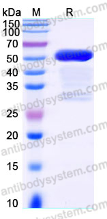 YHJ38302, SDS-PAGE