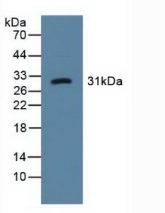 5619