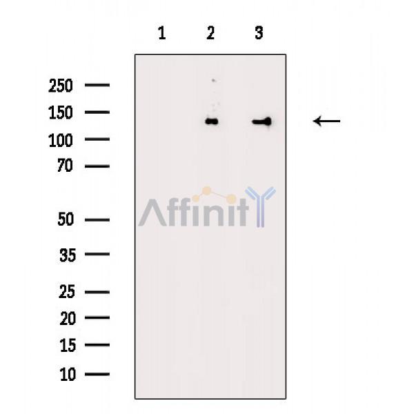 Валидация Affinity DF8829 - 20893