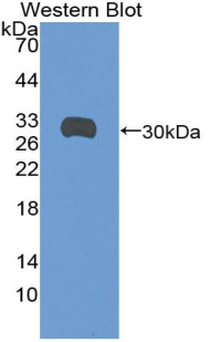 55802