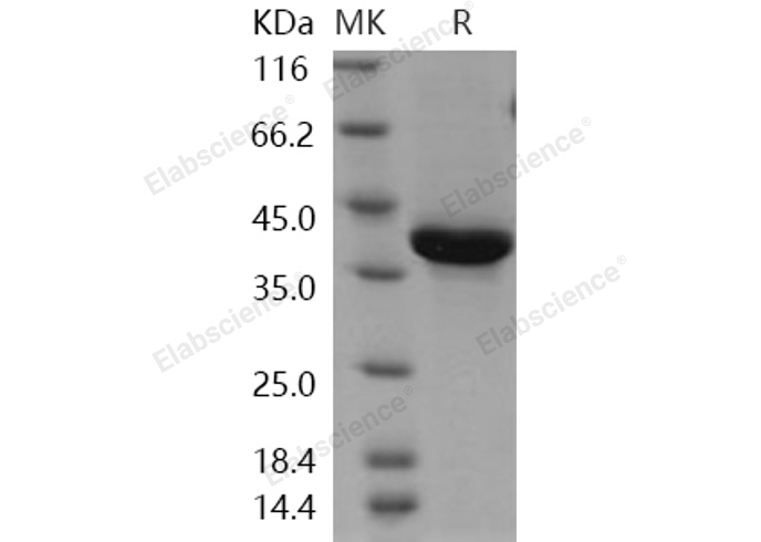 Валидация Elabscience PKSH031068(1862)