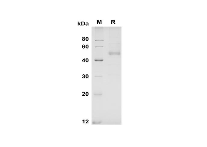 Валидация Elabscience PDMM100169(1129)