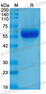 EMJ58902, SDS-PAGE