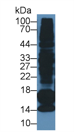 1661