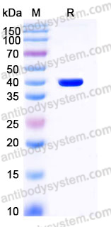 AHE07401, SDS-PAGE