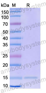 Валидация SDS-PAGE - AntibodySystem RHF10801
