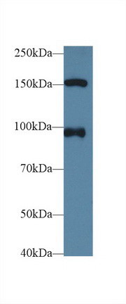 10205