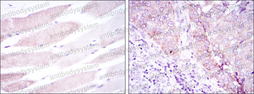 Валидация AntibodySystem RHG66103