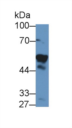 8458