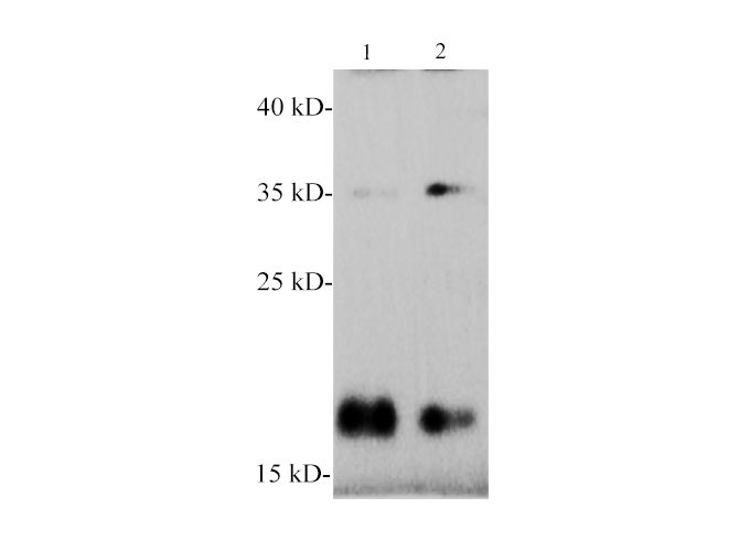 Валидация Elabscience E-AB-40579