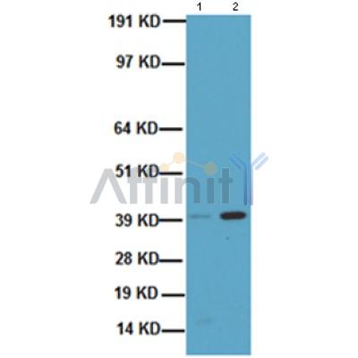 Валидация Affinity AF5363 - 2975