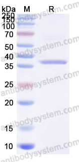 Валидация AntibodySystem YVV29201