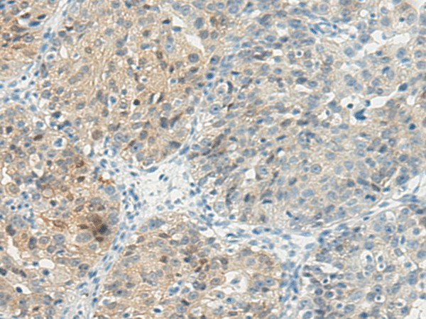Валидация Elabscience E-AB-17491