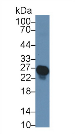 13310