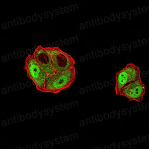 Валидация IF - AntibodySystem RHK42201