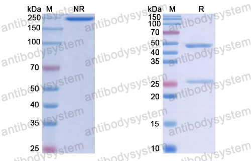 Валидация SDS-PAGE - AntibodySystem RHJ92814